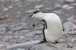 chinstrap penguin