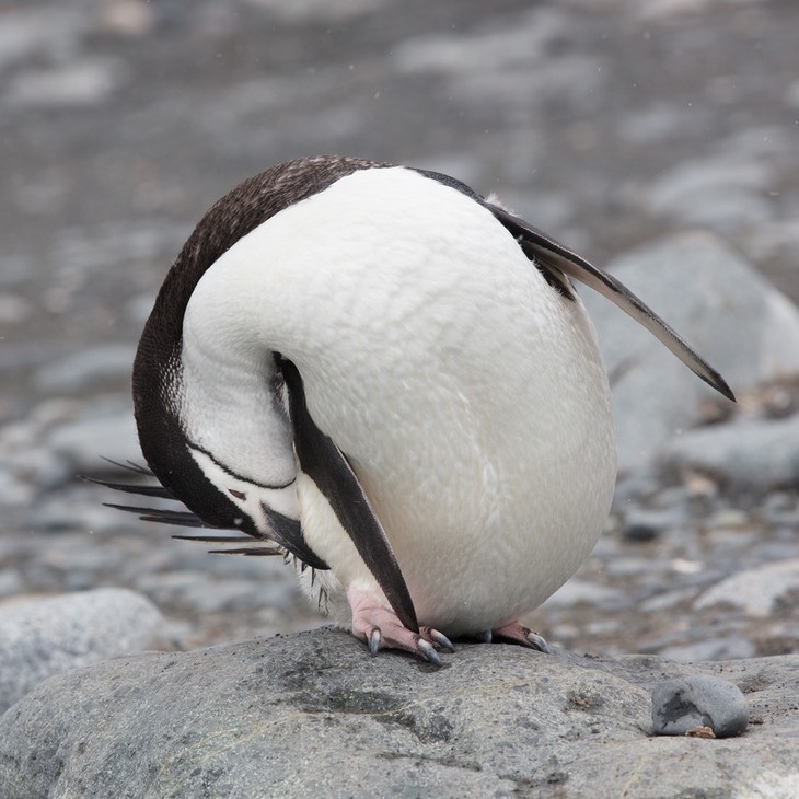 chinstrap penguin