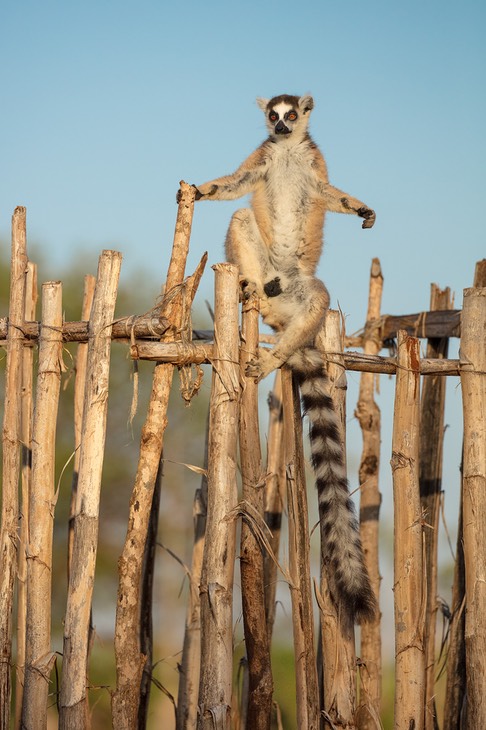 ring tailed lemur