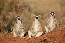 ring tailed lemur