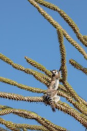 ring tailed lemur