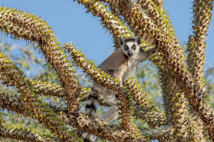 ring tailed lemur