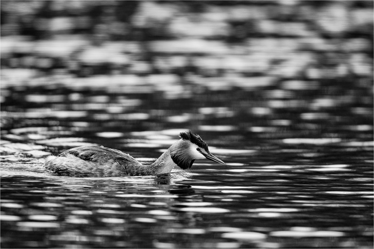 great crested grebe