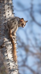 grey brown mouse lemur