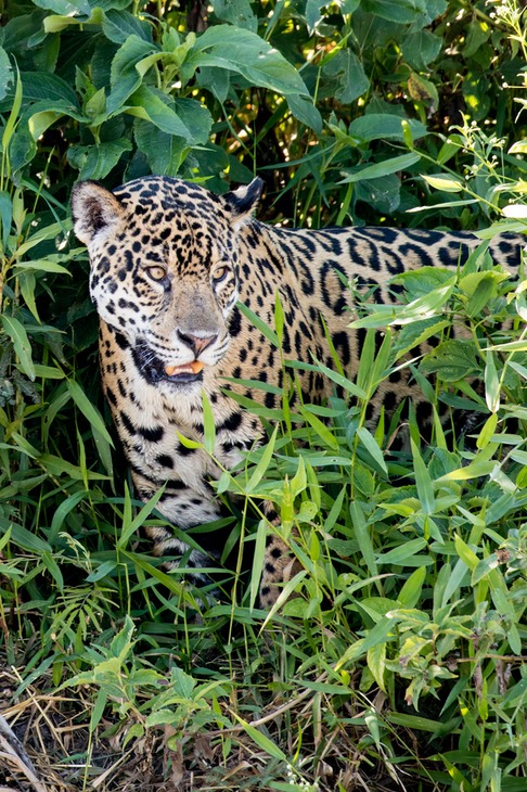 jaguar