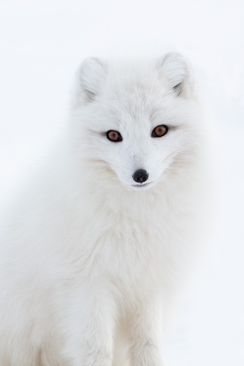 arctic fox