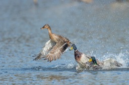 mallard