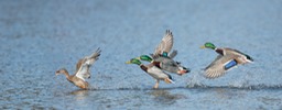 mallard