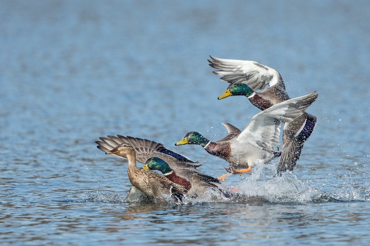 mallard