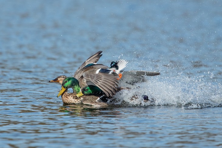 mallard