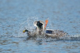 mallard