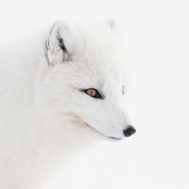 arctic fox