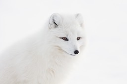 arctic fox