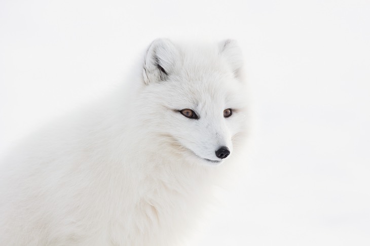 arctic fox