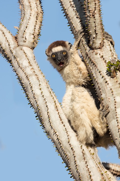 verreaux's sifaka