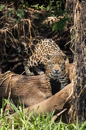 jaguar