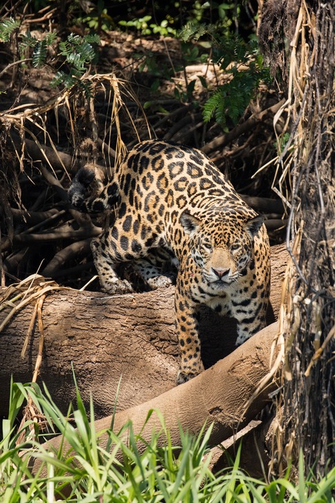 jaguar