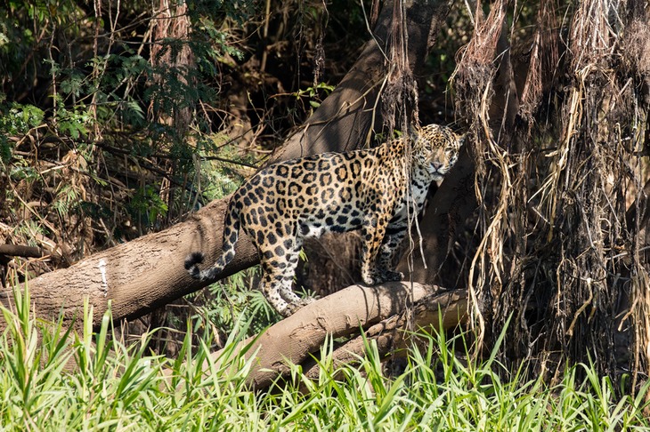 jaguar