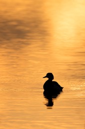 tufted duck