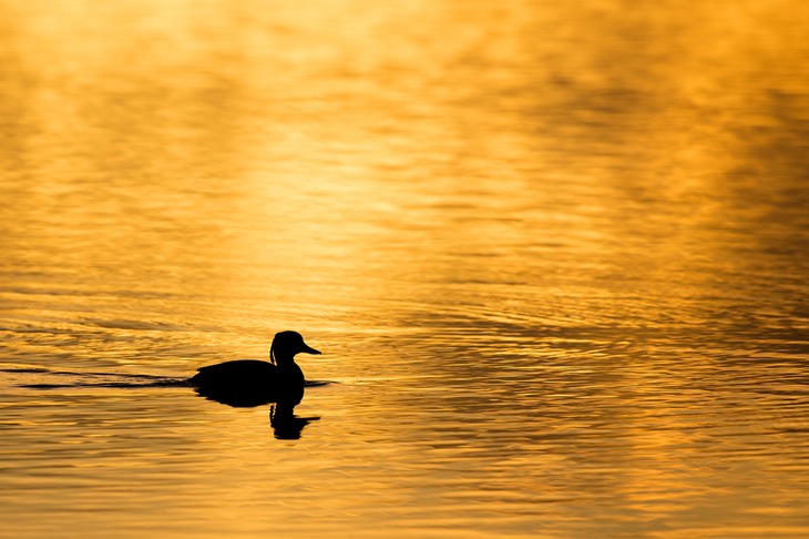 tufted duck