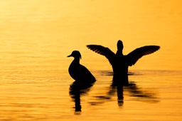 tufted duck