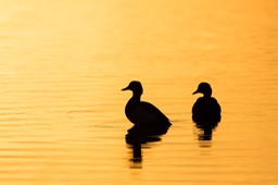 tufted duck