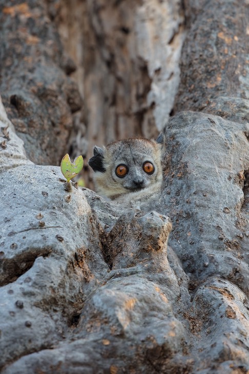 white footed sportive lemur