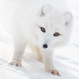 arctic fox