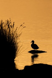 tufted duck