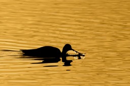 avocet