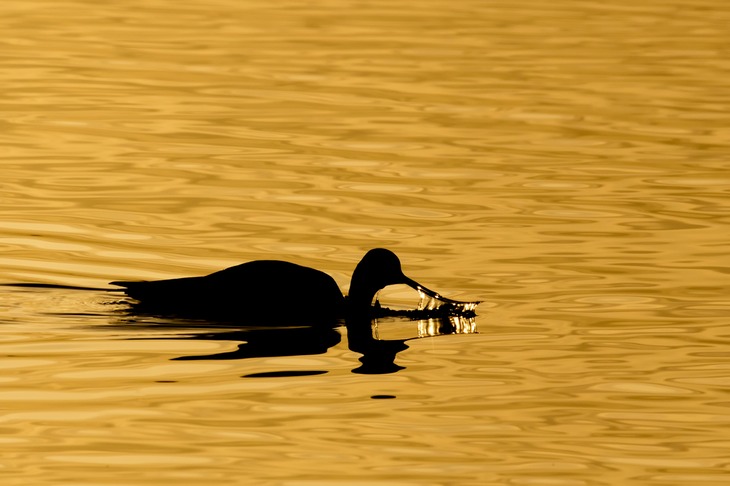 avocet