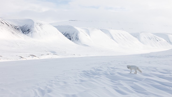 arctic fox