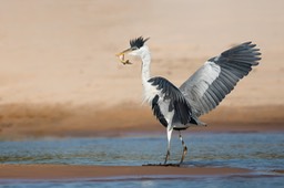 cocoi heron