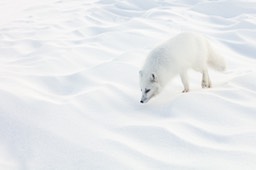 arctic fox