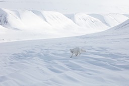 arctic fox