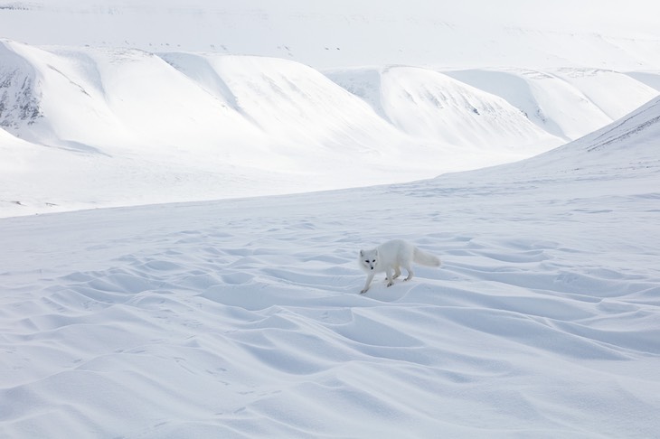 arctic fox