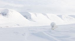arctic fox