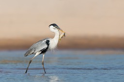 cocoi heron