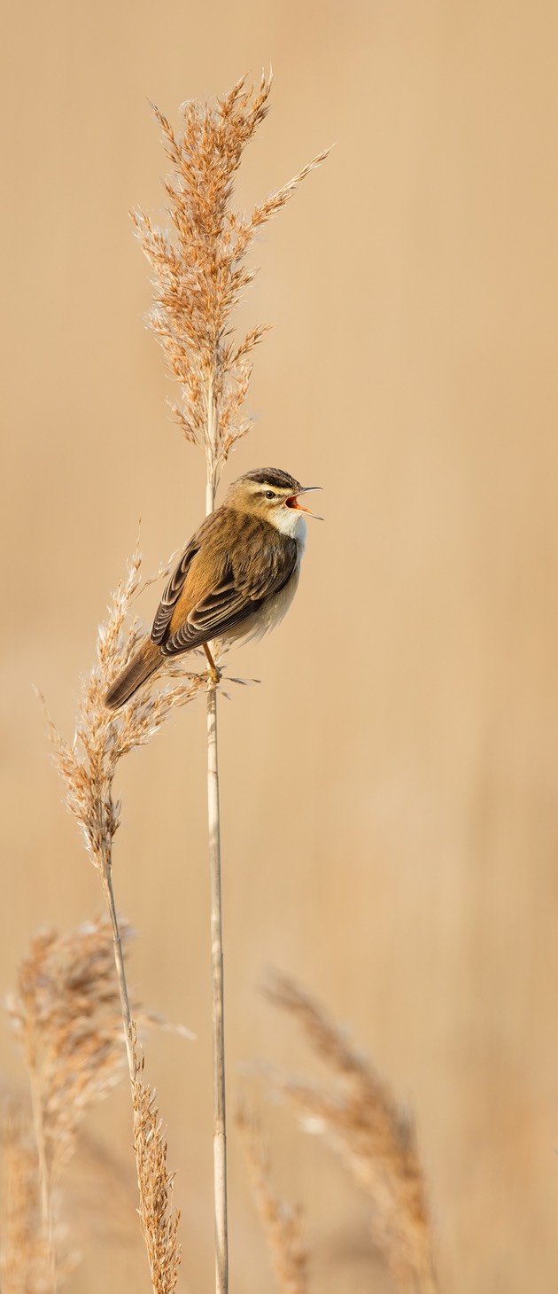 sedge warbler