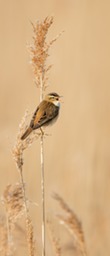 sedge warbler