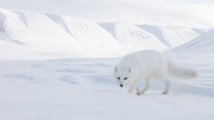 arctic fox