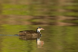 sungrebe