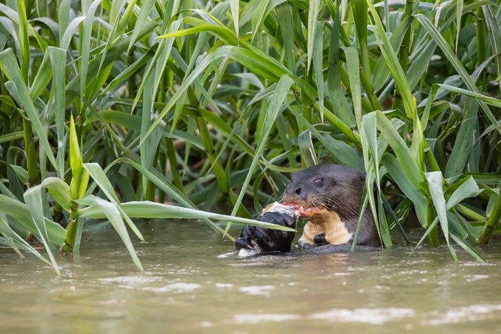 giant river otter