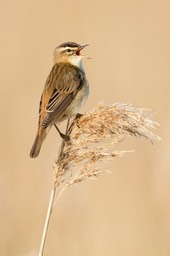 sedge warbler