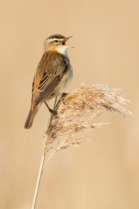 sedge warbler