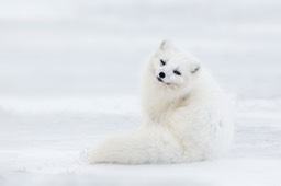 arctic fox