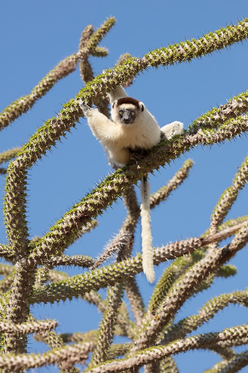 verreaux's sifaka