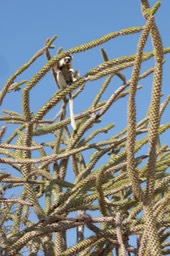 verreaux's sifaka