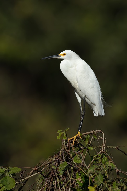 snowy egret