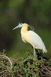 capped heron